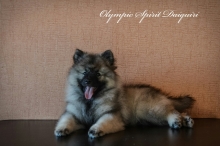 Олимпик Спирит Дайкири, 2,5 месяца