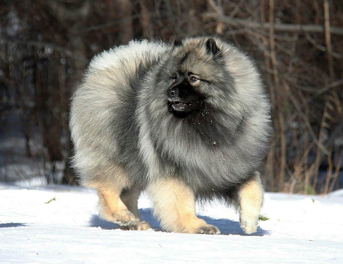 Олимпик Спирит Арагорн