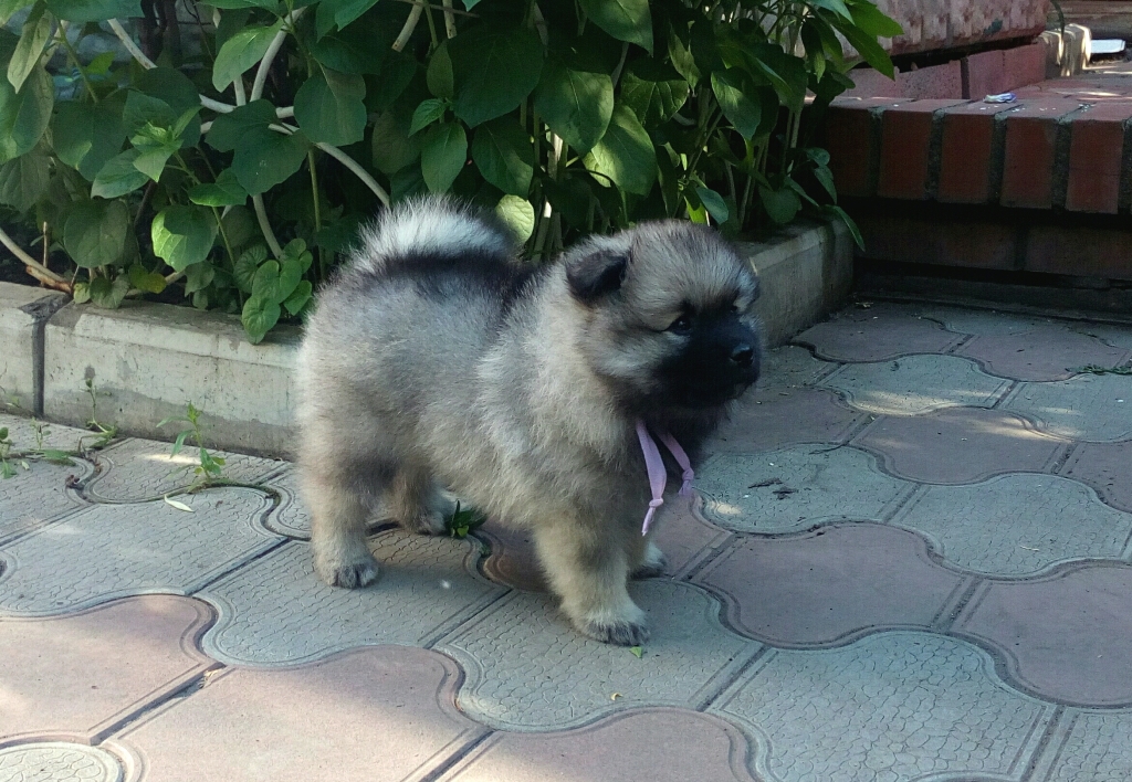 Щенок кеесхонда Олимпик Спирит Венера