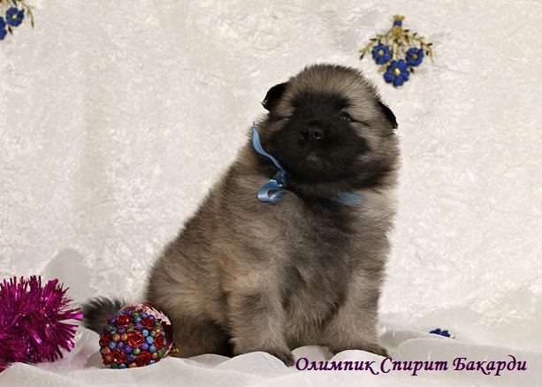 Щенок кеесхонда Олимпик Спирит Бакарди