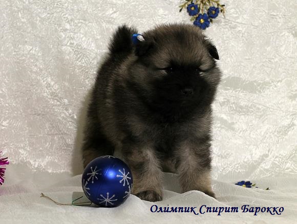 Щенок кеесхонда Олимпик Спирит Барокко