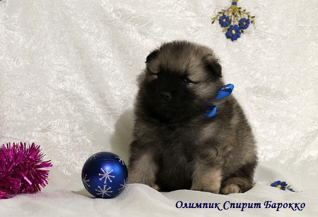 Щенок кеесхонда Олимпик Спирит Барокко