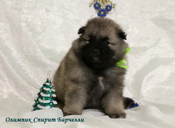 Щенок кеесхонда Олимпик Спирит Барчелли