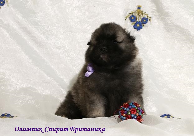 Щенок кеесхонда Олимпик Спирит Британика