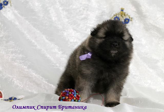 Щенок кеесхонда Олимпик Спирит Британика