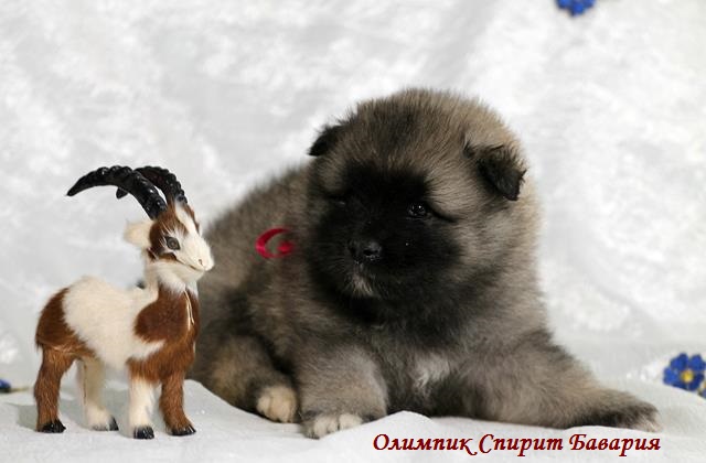 Щенок кеесхонда Олимпик Спирит Бавария