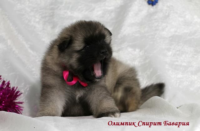 Щенок кеесхонда Олимпик Спирит Бавария