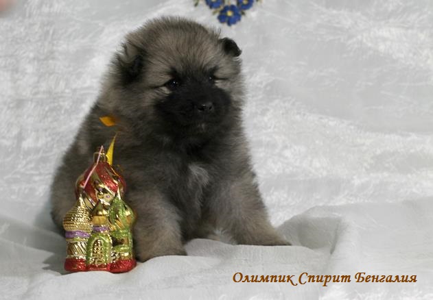 Щенок кеесхонда Олимпик Спирит Бенгалия
