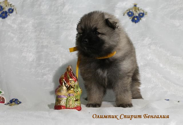Щенок кеесхонда Олимпик Спирит Бенгалия