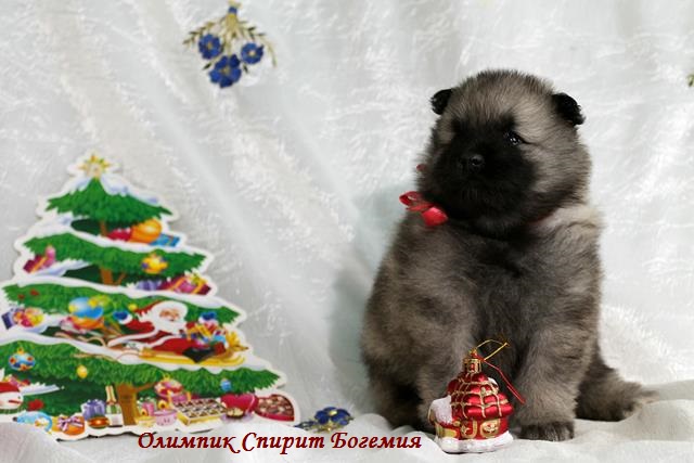 Щенок кеесхонда Олимпик Спирит Богемия