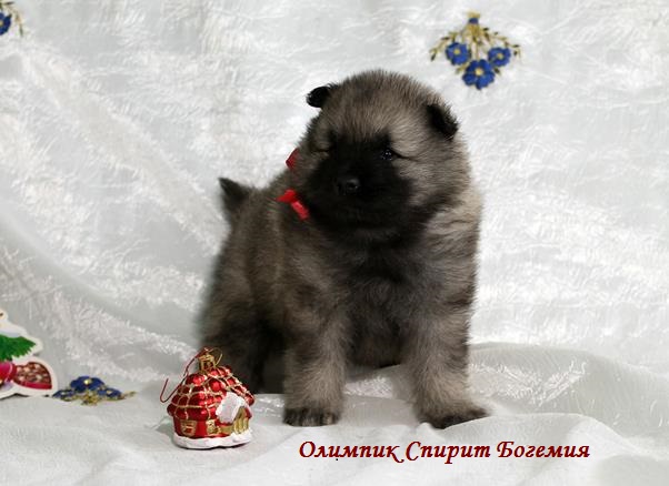 Щенок кеесхонда Олимпик Спирит Богемия