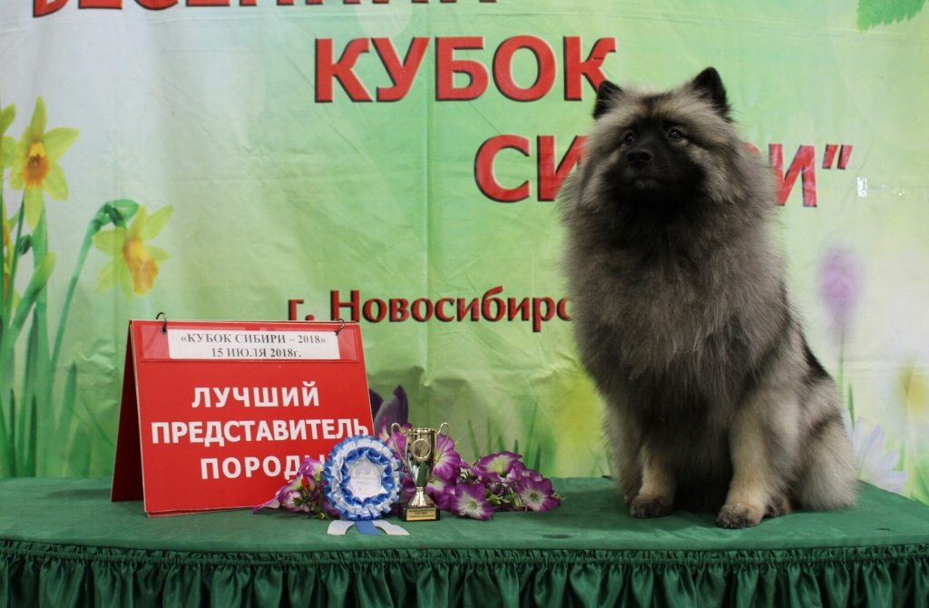 Кеесхонд Олимпик Спирит Адриатика