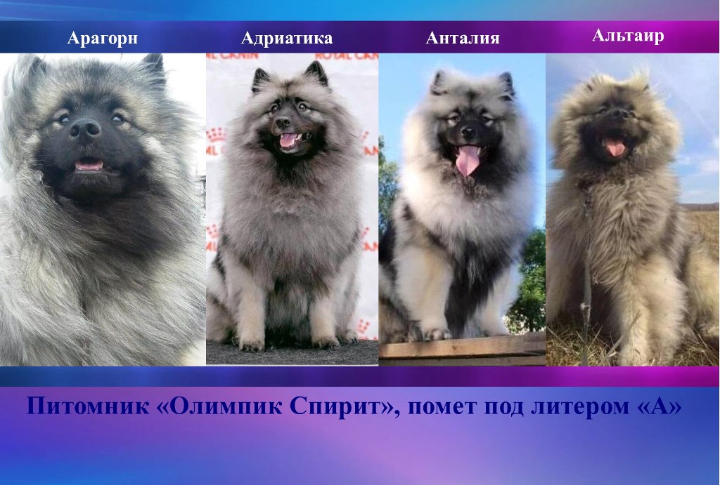 Выпускники питомника Олимпик Спирит