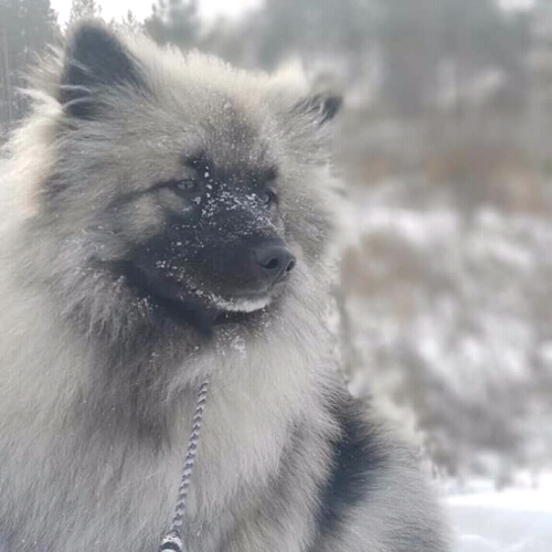 ОЛИМПИК СПИРИТ ВАЛЕНСИЯ