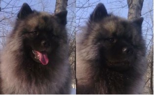 Кеесхонд Знатный Принц