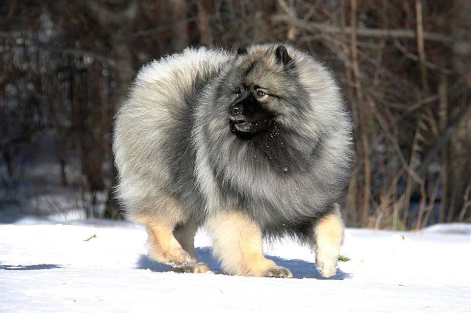 Олимпик Спирит Арагорн