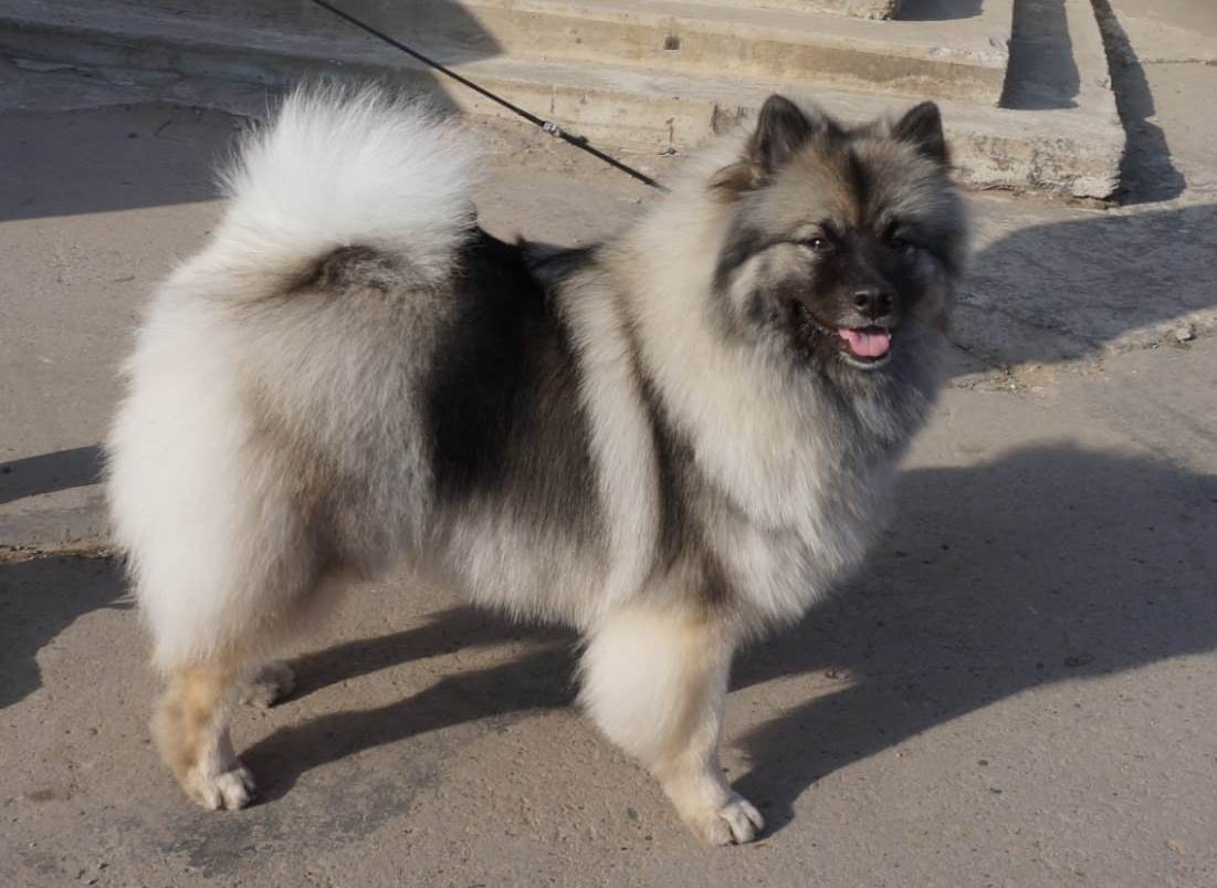 Олимпик Спирит Бавария