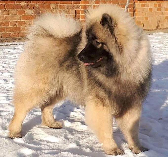 Олимпик Спирит Виконт, 6 месяцев