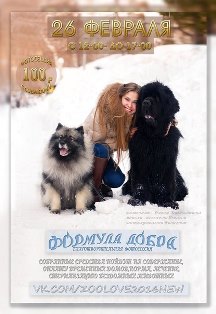Кеесхонд Северная Орхидея Фест Олимпик Голд - модель Благотворительной акции