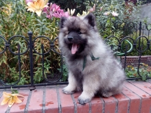 Олимпик Спирит Виконт, 2 месяца