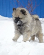 Олимпик Спирит Богемия, 7 недель
