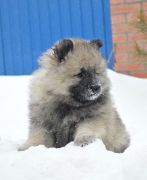 Олимпик Спирит Бенгалия, 7 недель