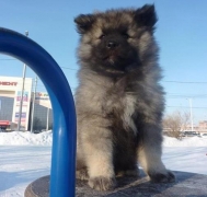 Знатный Принц