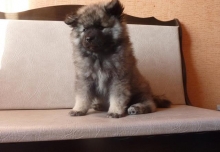 Знатный Принц