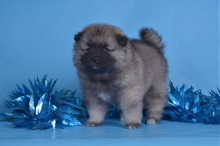 Звездная Королева