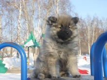 Зимняя Сказка