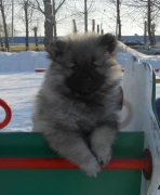 Зимняя Сказка