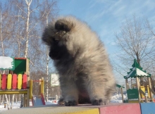 Зимняя Сказка