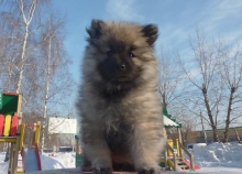 Зимняя Сказка