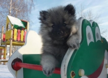 Знатный Принц
