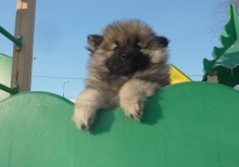 Знатный Принц