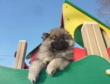 Знатный Принц