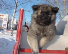 Знатный Принц