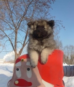 Знатный Принц