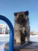 Знатный Принц