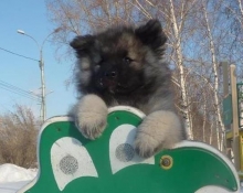 Знатный Принц