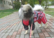 Олимпик Спирит Альтаир
