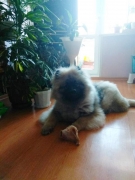 Кеесхонд Олимпик Спирит Альтаир, 5 месяцев