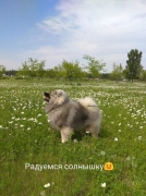 Кеесхонд Олимпик Спирит Альтаир