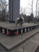 Кеесхонд Олимпик Спирит Альтаир