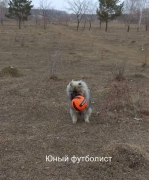 Кеесхонд Олимпик Спирит Альтаир