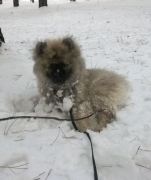 Кеесхонд Олимпик Спирит Альтаир