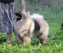 Олимпик Спирит Дайкири, 7 месяцев