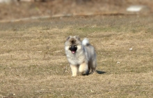 Олимпик Спирит Даурия, 4 мес