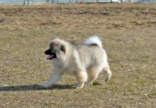 Олимпик Спирит Даурия, 4 мес