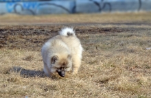 Олимпик Спирит Даурия, 4 мес